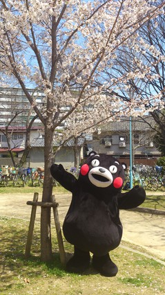 太子橋さくら祭り02