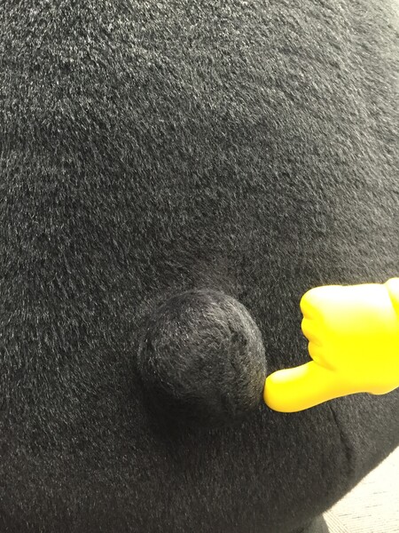 しっぽ２.jpg